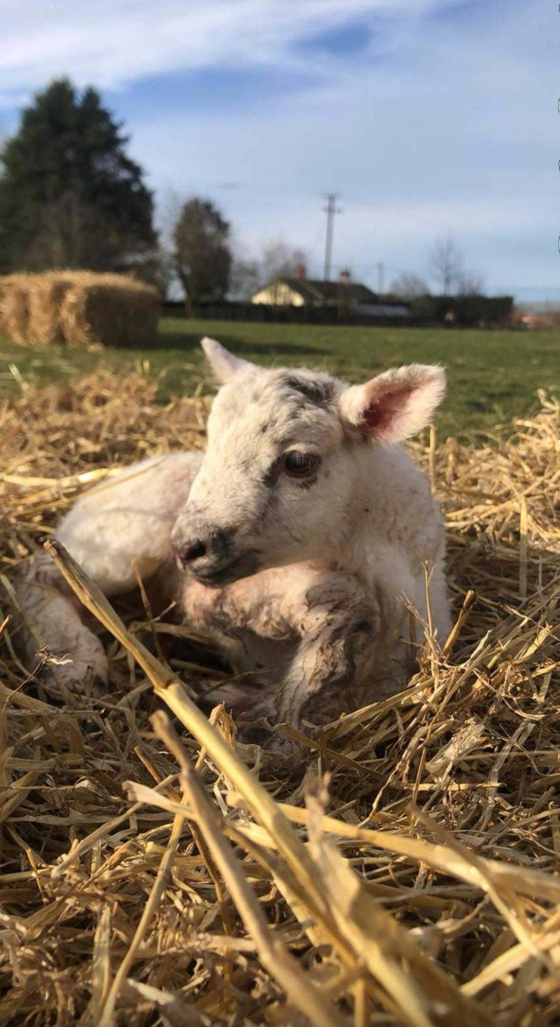Villa The Farm Burscough Esterno foto